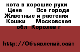 кота в хорошие руки › Цена ­ 0 - Все города Животные и растения » Кошки   . Московская обл.,Королев г.